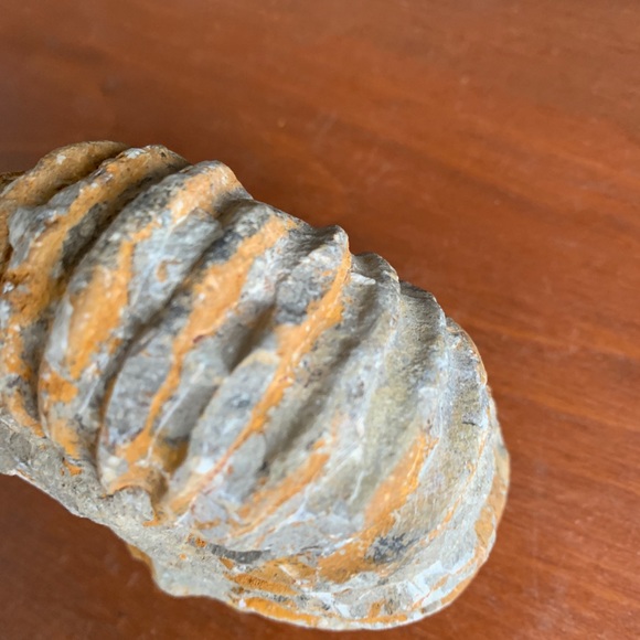 Ammonite Fossil from Morocco. - Picture 7 of 11